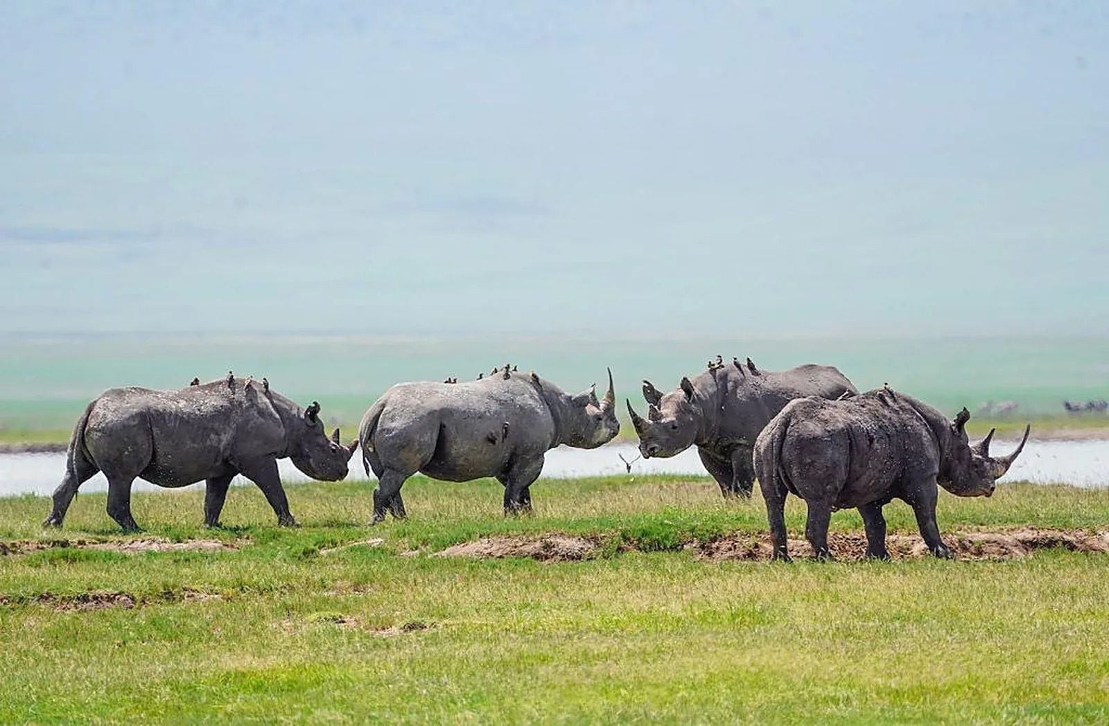 Wildlife on the plains of northern Tanzania