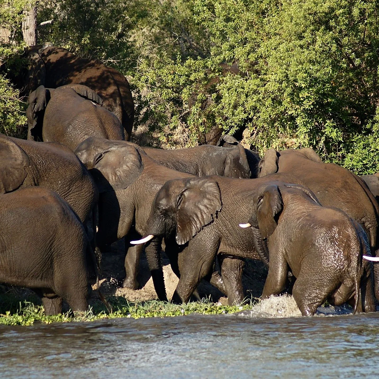 Elephants bathing at the river bank in Saadani National Park