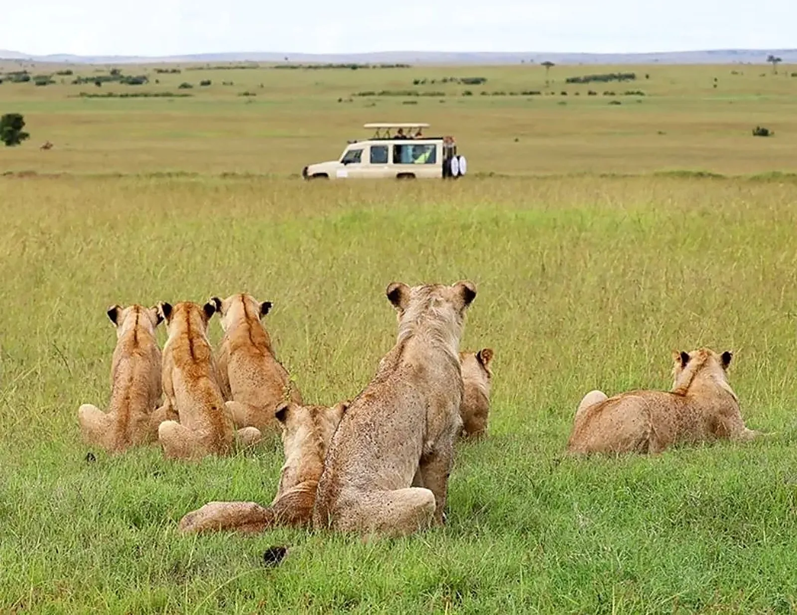 Lions resting in the grass on a game drive in Selous (Nyerere) National Park