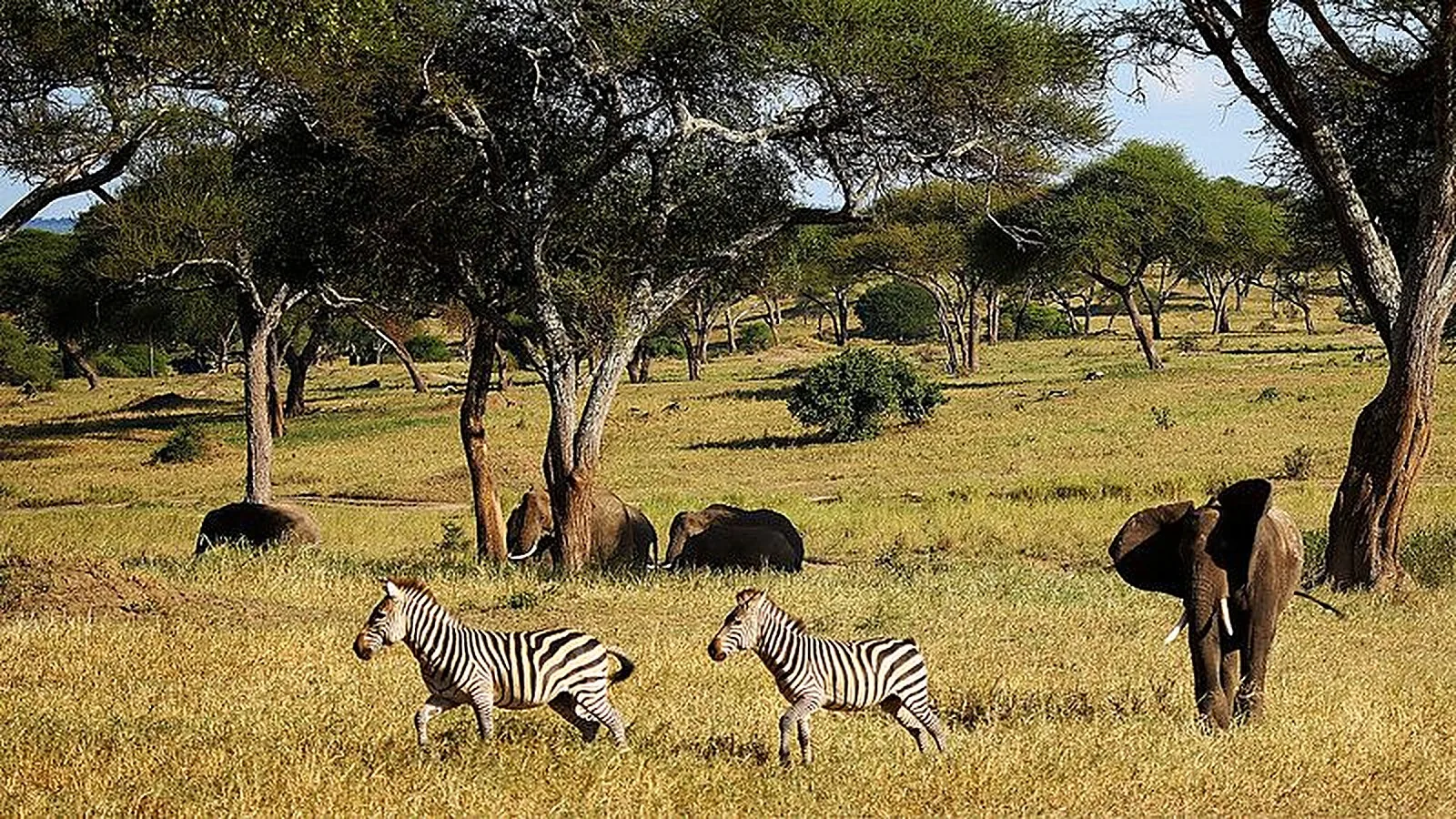 Game drive vehicle on a northern circuit safari